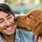  Referencial. Según nuevos estudios de la UNAM, los animales son portadores de la bacteria H. Heilmannii, que ocasiona vómitos, diarrea e infecciones en los seres humanos. 