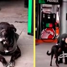  ‘Negrita’ es la nueva integrante de una gasolinera en México. 