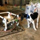  La gallina Colorado en su equipo de movilidad. 