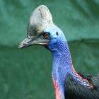  El casuario, de origen australiano, continúa viviendo en el lugar del incidente. 