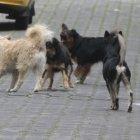  El afectado perdió sus orejas. Además, su cuñado detalló que necesitaría una prótesis. 