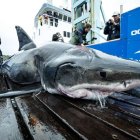  El tiburón era seguido para estudio por unos científicos.  