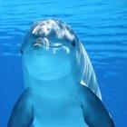  Los delfines son guiados hacia una trampa para matarlos a punta de cuchillo.  