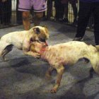  Referencial. Las peleas fueron coordinadas por un grupo de WhatsApp.   