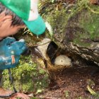  Para esto los guardaparques, revisan los nidos. Allí se identifican, los huevos, los adultos y los polluelos.  