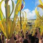  Autoridades unen esfuerzos para impedir la venta de ramos elaborados con esta planta, por ser una especie en peligro de extinción. 