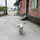  El animal embocó dos veces la cara del pequeño. 