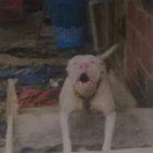  El incidente ocurrió en un recinto de la provincia del Cañar. 