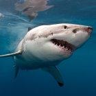  El hombre fue operado de urgencia durante cinco horas y le dieron 33 puntos de sutura en el rostro, la oreja y el cuello. 