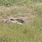  El cuerpo del agricultor quedó entre los matorrales, donde fue hallado la mañana de este sábado 6 de julio. 
