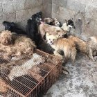  Se encontró a los animales muy aterrorizados, exhaustos y desnutridos. 