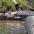  El reptil logró camuflarse en la orilla del río donde jugaban los canes.  