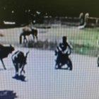  Imagen sacada del video, donde muestra a la vaca agrediendo a la motociclista. 