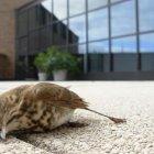  Esta problemática asusta a los ambientalistas.  