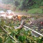  En el carril de subida en sentido Santo Domingo-Quito, en el kilómetro 72, es donde se encuentra una gran cantidad de ramas de árboles y vegetación que cubre la calzada. 