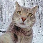  El felino acumula más de 530.000 seguidores.  