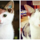  Frankie tiene 4 orejas, un solo ojo y un problema de articulaciones 