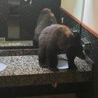  Según los rescatistas el oso pertenecería al Parque Nacional de Yellowstone. 