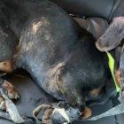  El animal que permaneció más de 12 horas dentro del basurero presentaba desnutrición y una posible conmoción cerebral. 