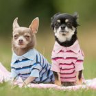  Referencial. Las personas tienden a humanizar a sus mascotas por carencia afectiva en el hogar. 