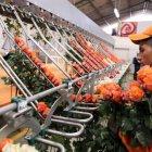  Referencial. Propietarios indican que manifestantes constantemente irrumpen en sus instalaciones para asegurarse que la labor esté paralizada 