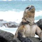  La fauna y la flora de las islas son protegidas. 