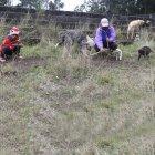  Los perros que mueren no son botados, sino sepultados en un pequeño terreno del lugar. 