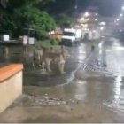  Felinos pasando por el vecindario de una localidad de India  