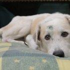  Archivo. Perro maltratado en Guayaquil.  