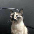  El heroico felino saltó sobre el pequeño y lo alejó del peligro. 