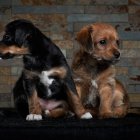  Los animales son seres vulnerables que no pueden protestar ante un evento de maltrato. 