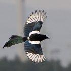  Estas aves poseen un pico muy puntiagudo que puede causar daño a las personas. 