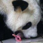  La panda gigante Hao Hao parió gemelos. 