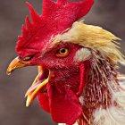  Los picotazos sobre una “vena varicosa” provocó que la anciana se desangre. 