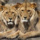  Referencial. Unos leones se dieron un ‘festín’ con el cuerpo de un cazador que había sido abandonado por sus amigos en la carretera. 