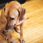  Un estudio de la Universidad de Linköping de Suecia sugiere que “los perros, en gran medida, reflejan los niveles de estrés de sus dueños”. 