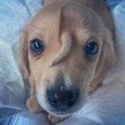  El pequeño can fue rescatado de la nieve, tras ser abandonado. 