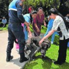  Unos canes fueron rescatados de la calle y otros donados por quienes no desean tenerlos en sus hogares. 