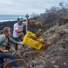  Esto gracias a un proyecto de conservación ambiental que traslado 1436 ejemplares desde la isla Seymour Norte. 
