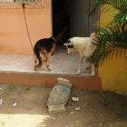  Los animales están atados, para evitar que salgan y molesten s los vecinos. 