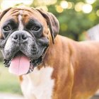  Referencial. La mascota víctima de abuso era de raza bóxer. 