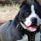  Referencial. Un perro raza pitbull mordió a un niño en Argentina. 