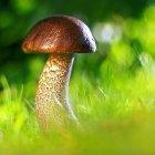  El hongo Yarsagumba puede curar múltiples enfermedades, entre ellas la disfunción eréctil. 