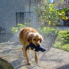  Ben, un perro de terapia del Departamento de policía de Massachusetts, robaba los muñecos donados para jugar con ellos.   