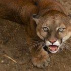  Las paralizaciones en el país no han permitido que el personal pueda adquirir los alimentos de los animales, piden que la gente los ayude con comida para las 500 especies que viven en el lugar. 