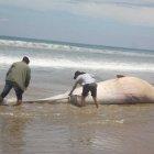  Esta es ña segunda ballena que aparece muerta en la playa de esta comuna. 