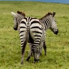  Ilusión óptica producida por las rayas de la cebra causan sensación. 