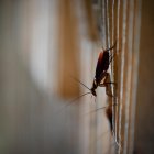  Las cucarachas son alimentadas en criaderos aptos para que no se contaminen.  