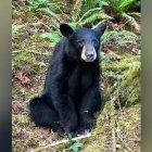  El animal estaba tan acostumbrado a los humanos que hasta posaba para las selfis. 