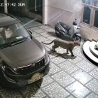  El can intentó huir del felino, pero este logró alcanzarlo.  